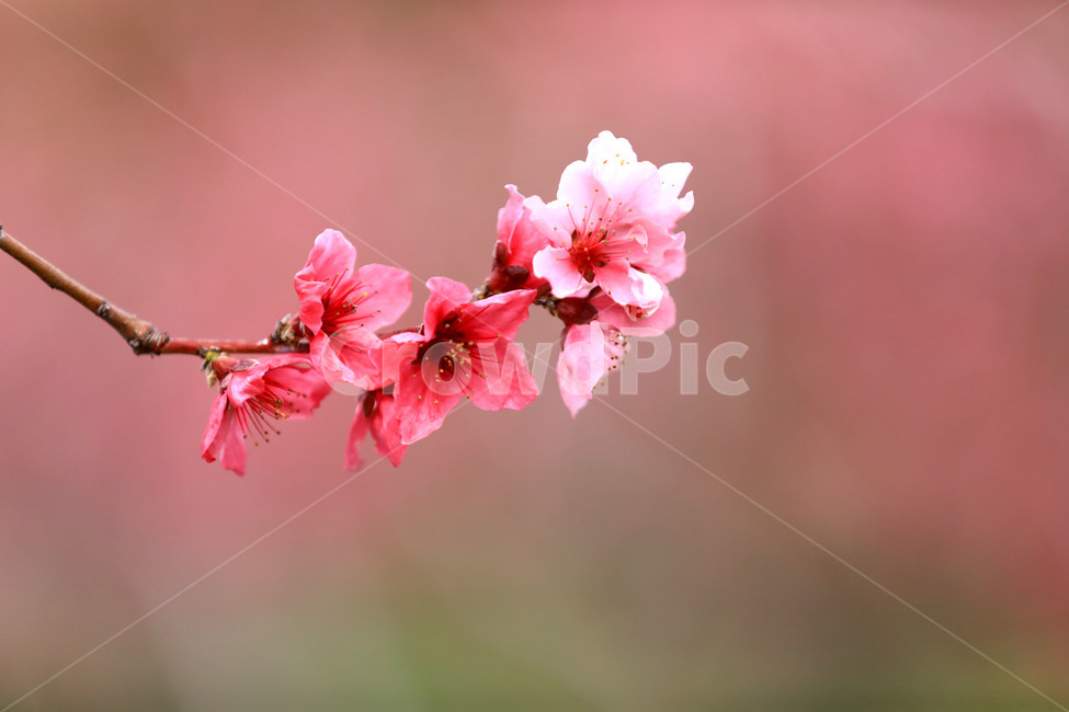 도화,복사꽃,봄,분홍,자연,아웃포커스,봄,계절,spring,season,식물,자연,plants,nature,꽃,flower,plant,blossom