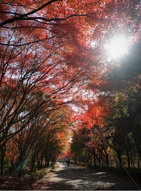 단풍나무,가을단풍,형형색색나무,단풍나무길,가을나무,가을풍경,단풍,낙엽,가을날씨,가을햇빛,가을,계절,fall,autumn,season,tree,나무,plant,식물