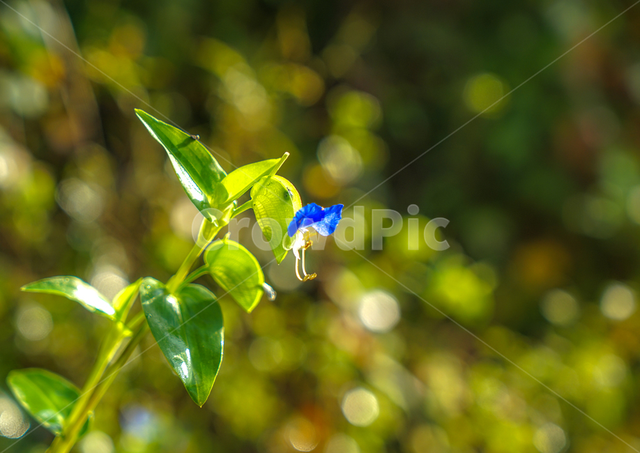 닭의장풀,꽃,들꽃,야생화,식물,자연,식물,자연,plants,nature,꽃,flower