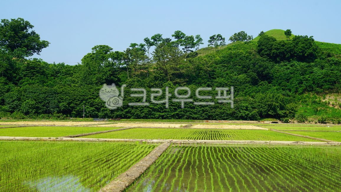 벼논, 논, 벼농사, 농사, 농업, 사진,이미지,일러스트,캘리그라피 - BUSAN OPPA작가