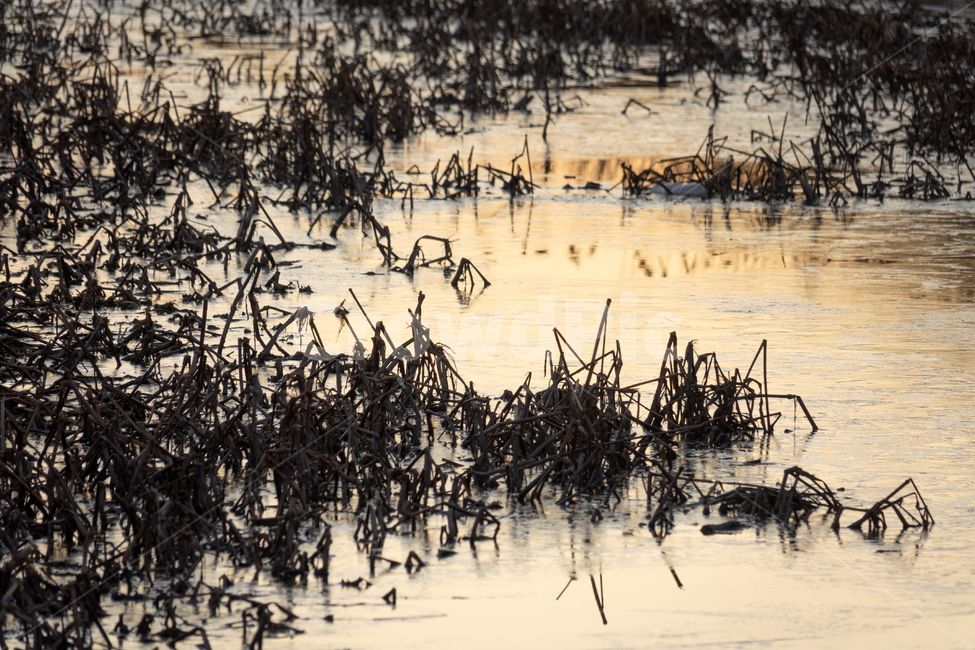 빙판,겨울,얼음,살얼음,연,자연,겨울,계절,winter,season,자연,풍경,nature,landscape,land,땅,outdoors,옥외,water,물,swamp,늪,marsh,습지,bog,변소