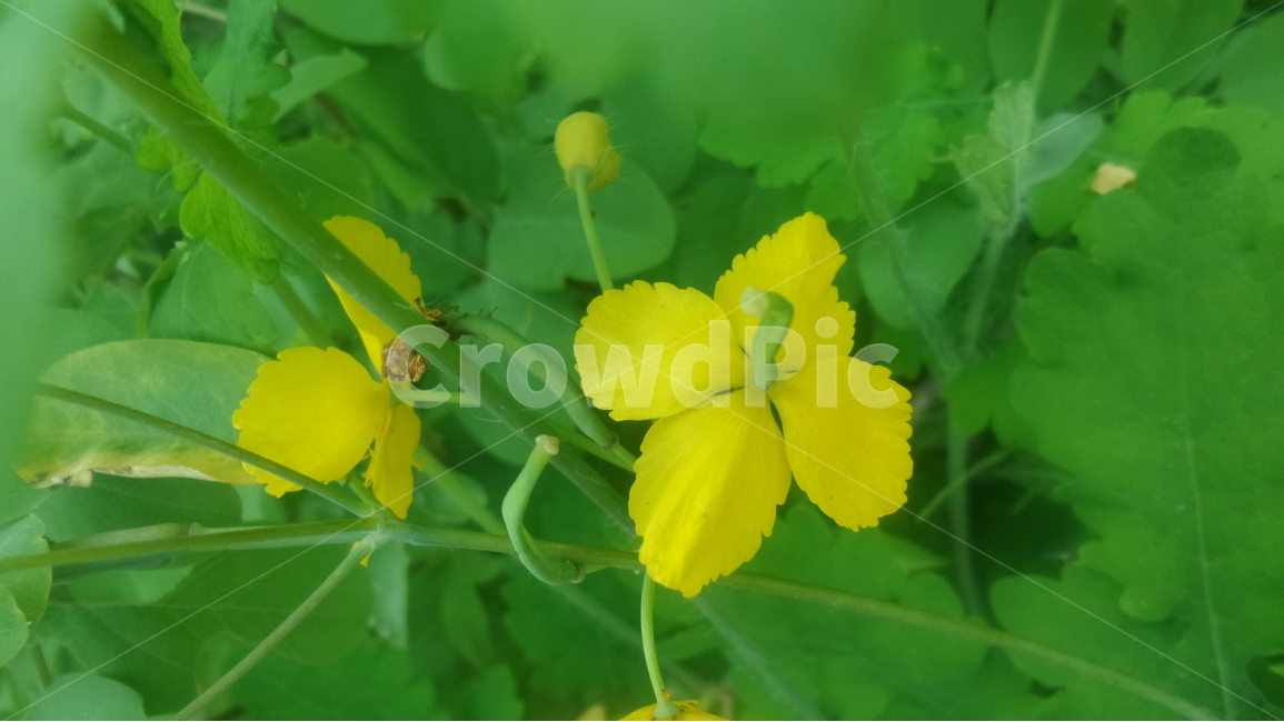 애기똥풀,까치다리,젖풀,씨아똥,양귀비과,노란색꽃,식물,자연,plants,nature,꽃,flower
