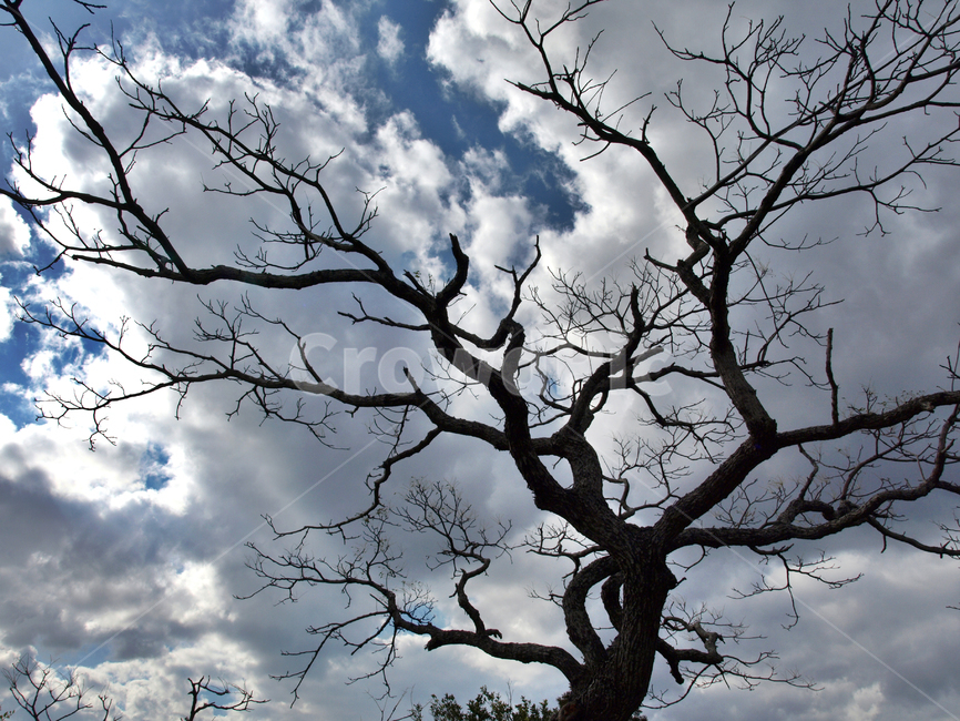 팽나무,나무,고목,낙천의자공원,제주,흰구름,자연,식물,자연,plants,nature,나무,trees,wood