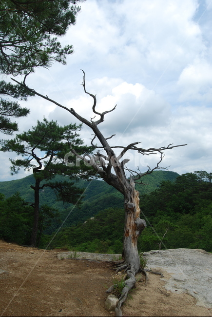 산,나무,돌,자연,하늘,구름,식물,자연,plants,nature,나무,trees,wood