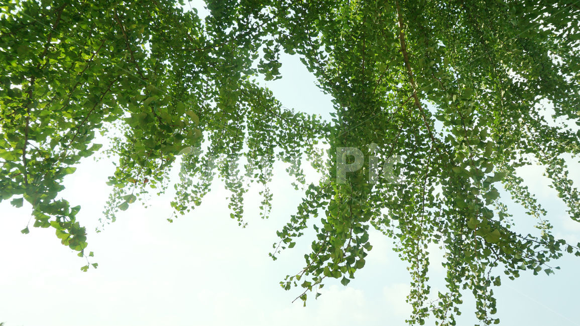 배경화면,자연,나뭇잎,나무,줄기,tree,plant,하늘,구름,여름