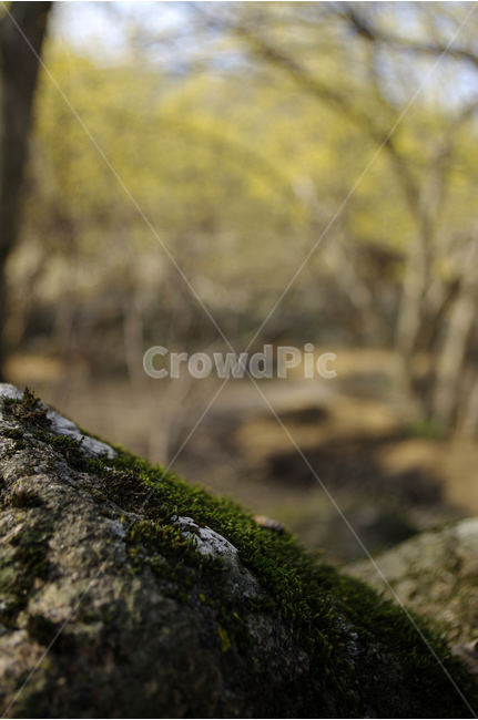 이끼,초록,바위,봄,봄날,봄풍경,봄꽃,감성,spring,flower,봄길,산책,봄나들이,식물,봄,계절,spring,season,식물,자연,plants,nature,plant