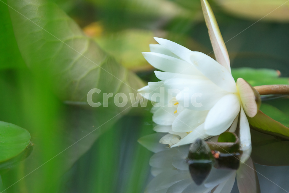 연꽃,비,꽃,여름,불교,호수,꽃잎,식물,자연,plants,nature,꽃,flower