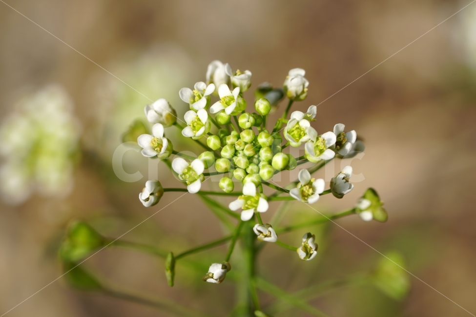 봄,꽃,말냉이,플라워,자연,식물,flower,spring,nature,풍경,landscape,경치,plants,season,계절,접사,마크로,macro,클로즈업,closeup,식물,자연,plants,nature,꽃,flower