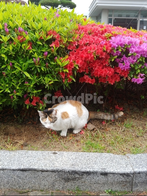 고양이,cat,길고양이,일상,꽃