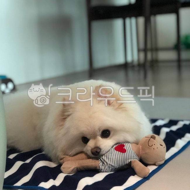 white form,Bored puppy,Pets,pomeranian,dog