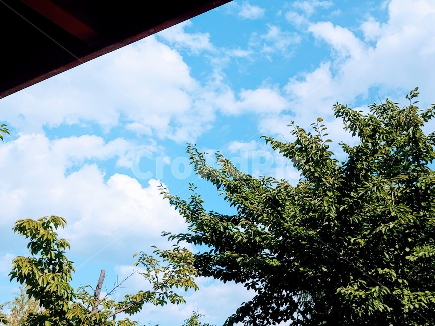 tree,나무,plant,식물,하늘,자연,풍경,nature,landscape,나무,trees,wood