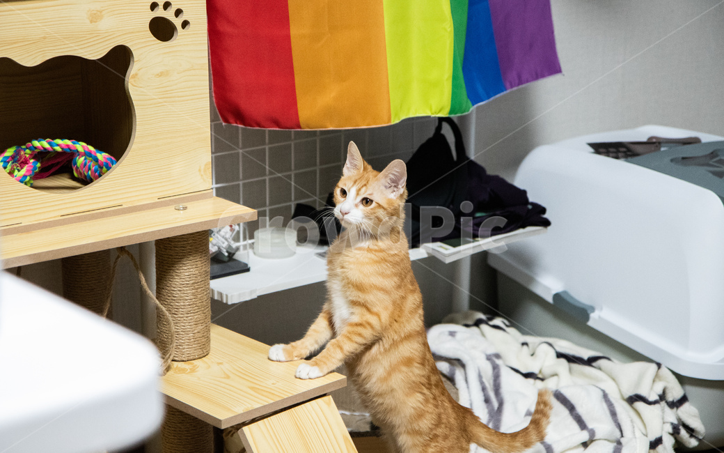 고양이,아깽이,아기고양이,치즈고양이,치즈태비,코리안숏헤어,집고양이,반려묘,반려동물,동물,animal,포유류,mammal,고양이,cat,kitten,kitty