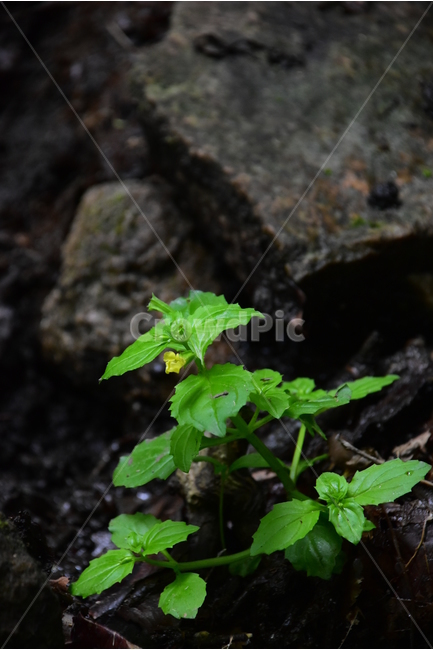 꽈리아재비,야생화,생태,식물,자연,꽃,힐링,플라워,wildflower,flower,plants,nature,season,감성,느낌,emotion,feeling,초본,식물,자연,plants,nature