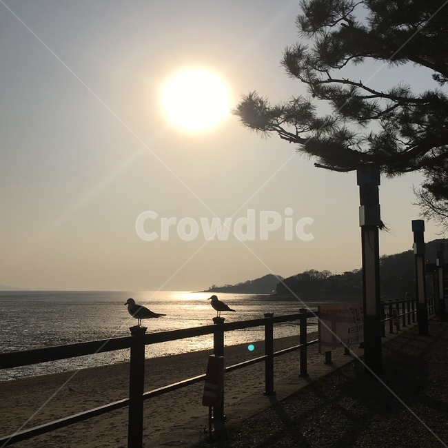 바다,풍경,갈매기,노을,쓸쓸함,나무,소나무,해,햇빛,역광,새,쌍,해수욕장,모래,해변