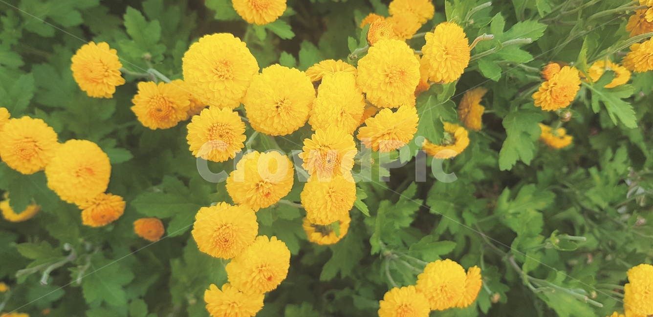 plant,식물,geranium,flower,blossom,꽃,국화,노란색,꽃다발,가을,식물,자연,plants,nature,꽃,flower