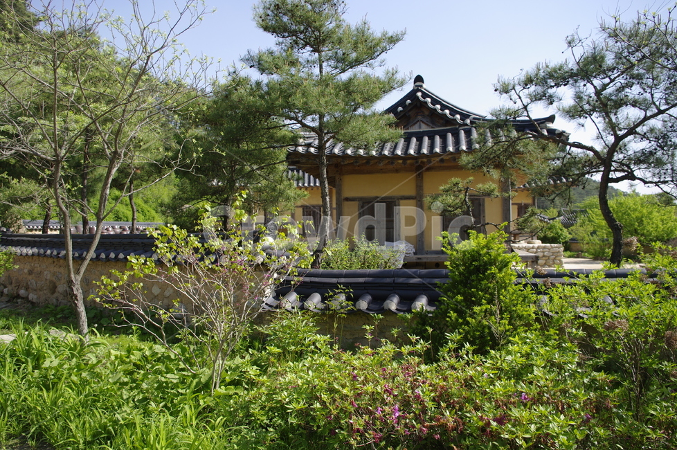 건축,전통건축,traditional,전통,기와지붕,담장,나무,식물,plant,한국전통,한국문화,korean traditional,korean culture,건축물,건물외관,exterior,building,structure,architecture,construction