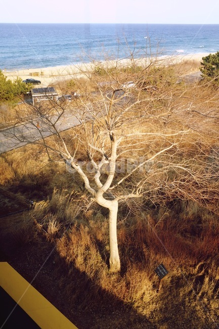 발레리나,나무,나무가지,바닷가,한그루,겨울,계절,winter,season,식물,자연,plants,nature,나무,trees,wood