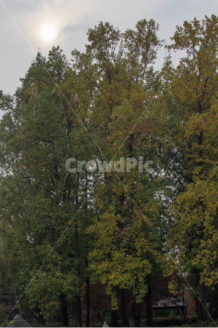 가을,plant,식물,conifer,전나무,자연,풍경,nature,landscape