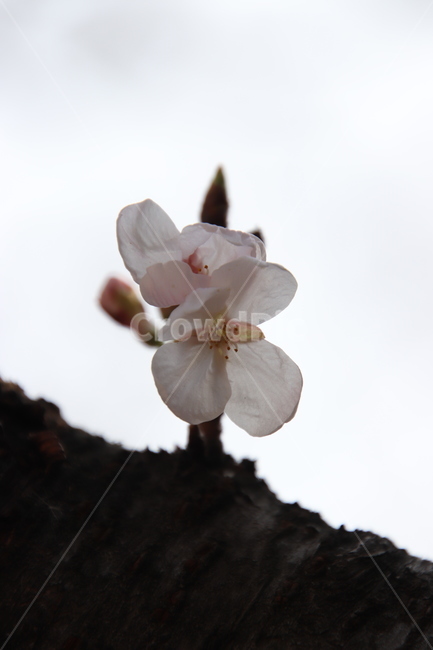 나무,꽃,봄,벚꽃,분홍색,식물,자연,plants,nature,꽃,flower