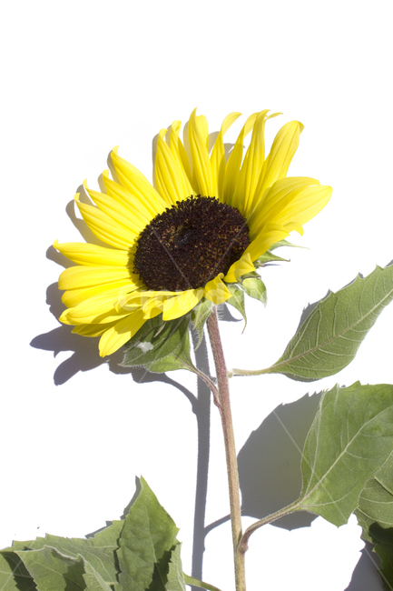 해바라기,해바라기꽃,꽃,노랑,노란색,잎,식물,flower,natural,nobody,plant,sunflower,yellow,흰배경,white,자연,꽃잎,옐로우,식물,자연,plants,nature,꽃,flower,누끼,remove background