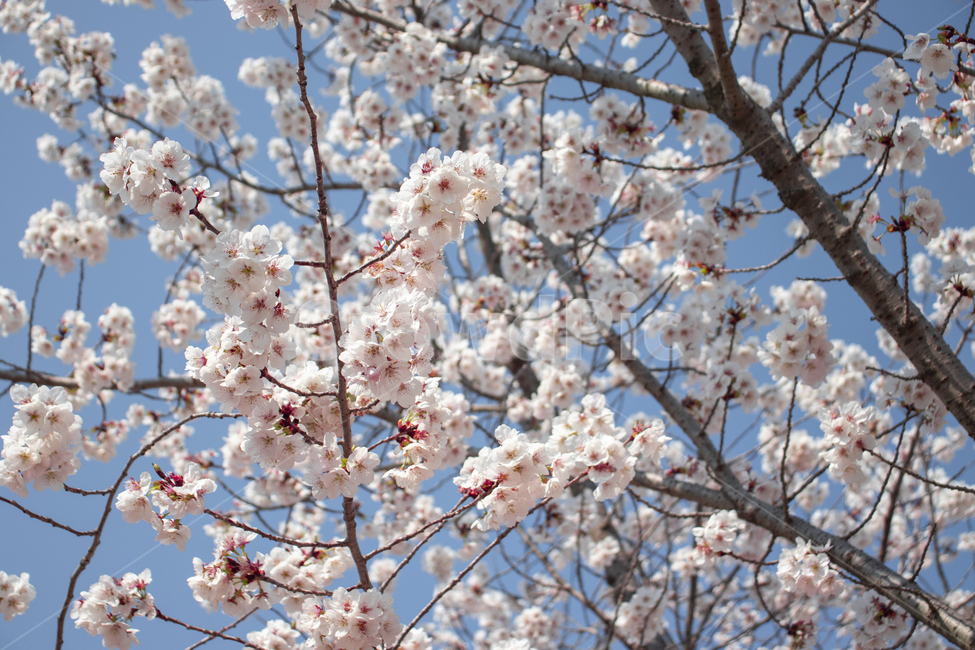 벚꽃,봄,야외,나무,핑크,분홍,꽃,계절,식물,자연,spring,season,plants,nature,flower,blossom,cherry