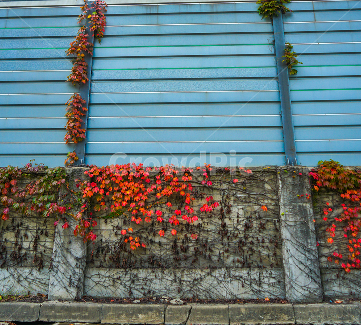담장,팬스,담쟁이,넝쿨,단풍,가을,식물,가을,계절,fall,autumn,season,plant,wall,벽