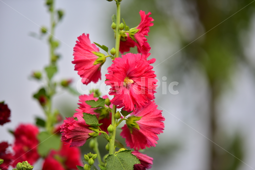 접시꽃,꽃,예쁜,빨간꽃,정원꽃,여름꽃,플라워,flower,hollyhock