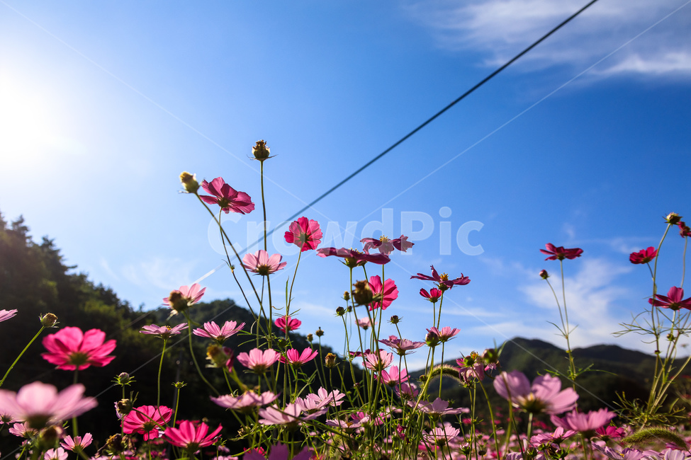 코스모스,꽃,가을,꽃잎,잎,식물,가을,계절,fall,autumn,season,식물,자연,plants,nature,꽃,flower,plant