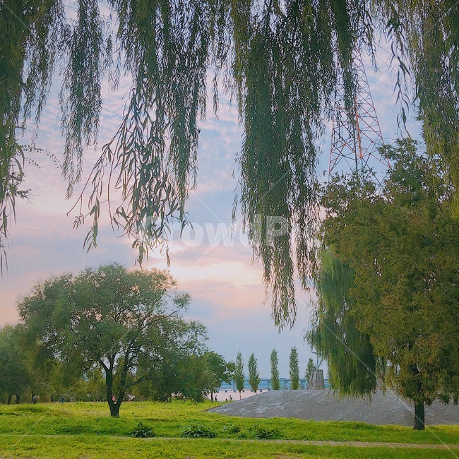 한강공원,하늘,핑크하늘,나무,버드나무,구름,예쁜하늘,오후,노을,주말,sunset,아름다운하늘,휴식,힐링,여유,평화,평온,한적한,조용한,행복,자연,풍경,nature,landscape,tree,plant,식물