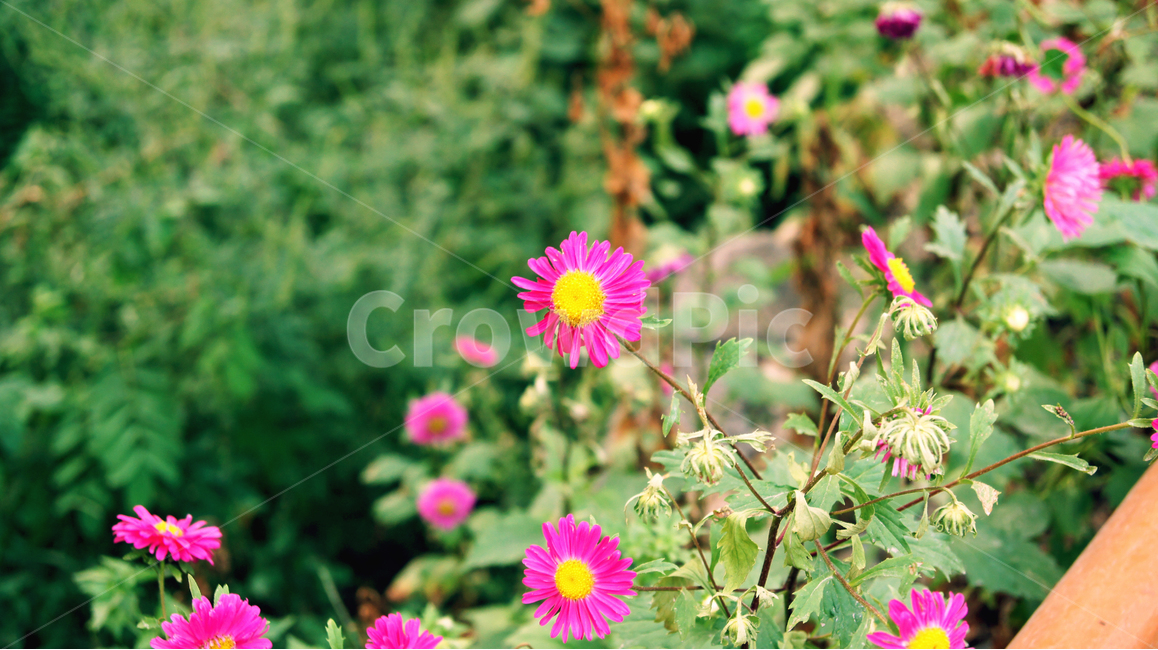 꽃,봄,자주색,풀,들풀,들꽃,봄,계절,spring,season,식물,자연,plants,nature,꽃,flower,plant,daisies,데이지,blossom,daisy