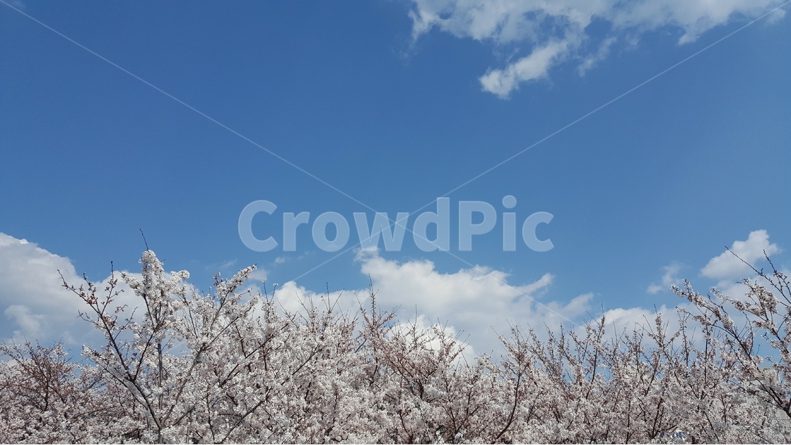 봄,하늘,벚꽃,spring,sky,cheryblossom,flower,구름,clouds,봄,계절,spring,season,자연,풍경,nature,landscape,plant,식물,꽃,blossom