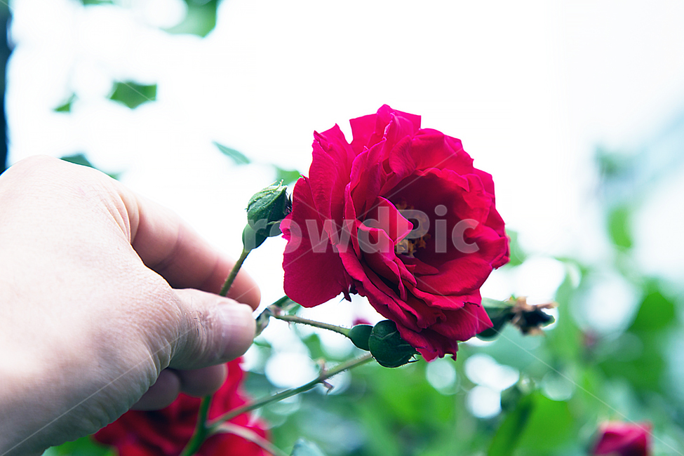 꽃,장미,가시,붉은색,손,향기,꽃,flower,사람,인물,인간,human,person,신체일부,몸,body