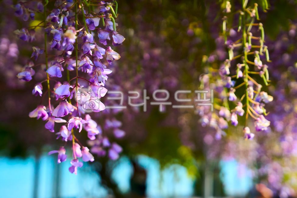 flower,꽃,꽃잎,꽃비,보라,등나무꽃