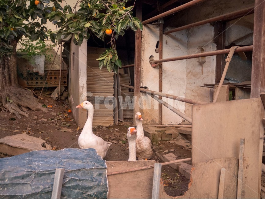 시골,country,goose,거위,마당거위,감나무,동물,animal,조류,새,birds
