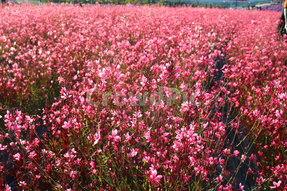 꽃,가우라,분홍바늘꽃,식물,자연,꽃밭,분홍꽃,식물,자연,plants,nature,꽃,flower