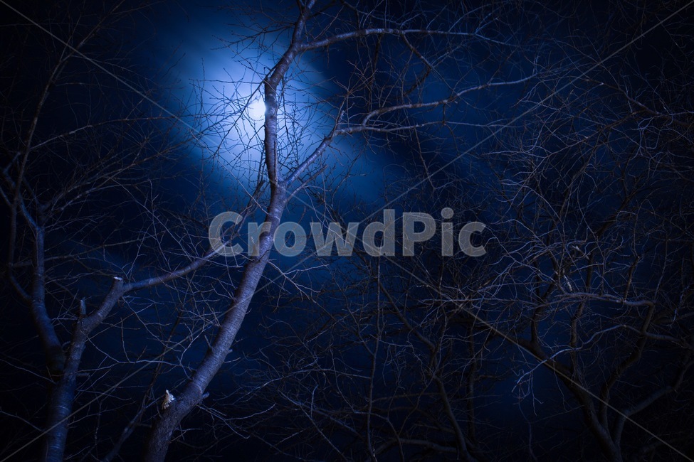 푸른,푸르스름,고조,빠져드는,나무,자연,풍경,nature,landscape,야경,밤,nightscape,night,outdoors,옥외,astronomy,천문학,universe,우주,outer space,대기권 밖,moon,달,space