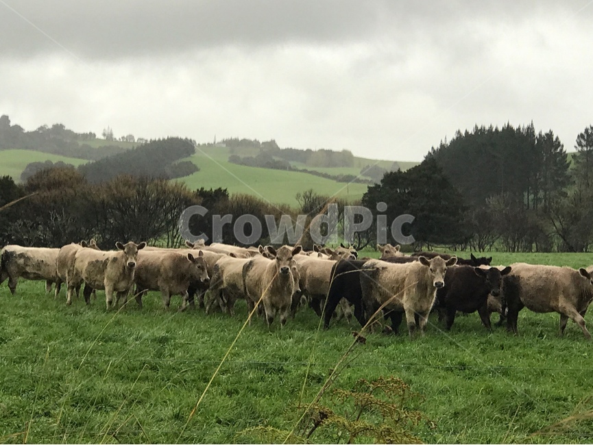 소,목장,animal,동물,cow,cattle,가축,mammal,포유류,nature,자연,field,들,grassland,목초지,소떼
