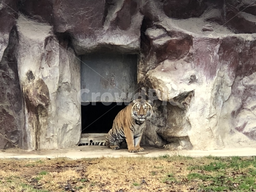animal,동물,호랑이,tiger,bunker