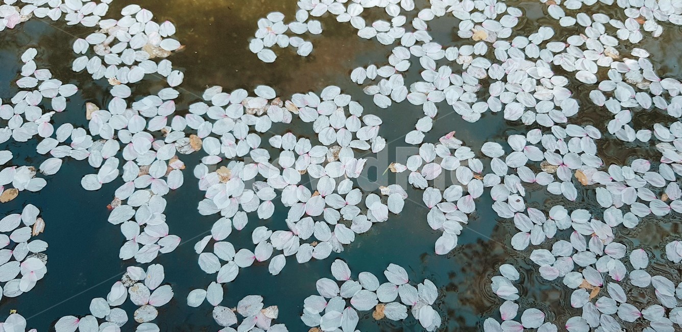 봄,자연,꽃,식물,사쿠라,꽃잎,식물,자연,plants,nature,꽃,flower
