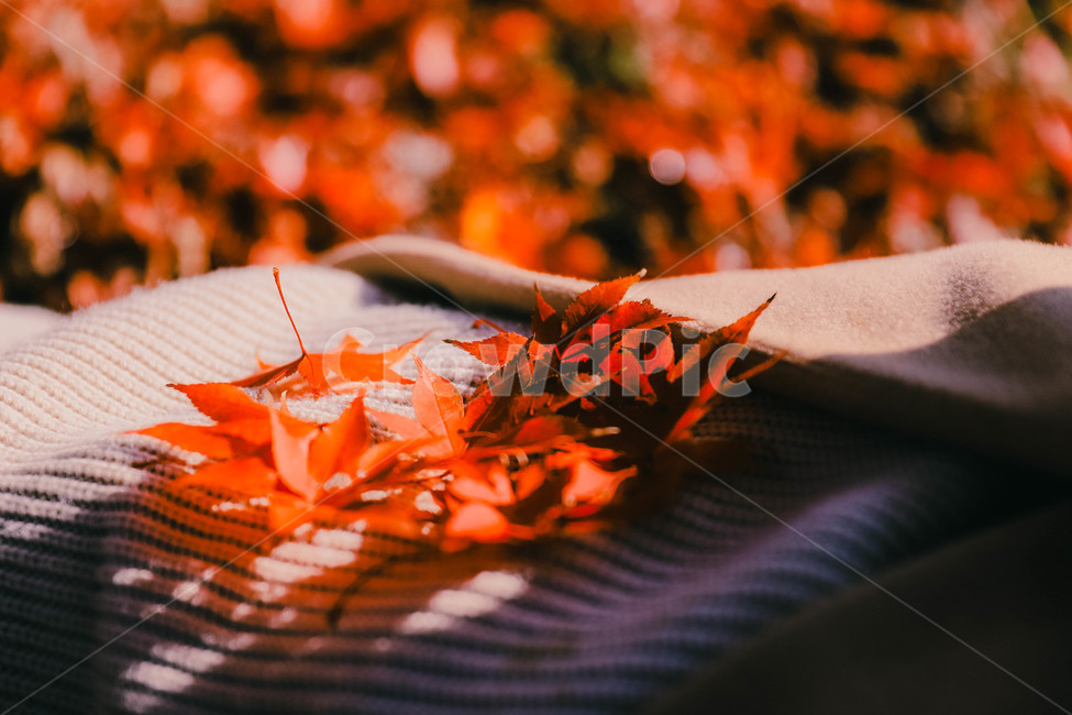 plant,maple,식물,leaf,잎,tree,나무,단풍,단풍잎,가을,계절,fall,autumn,season