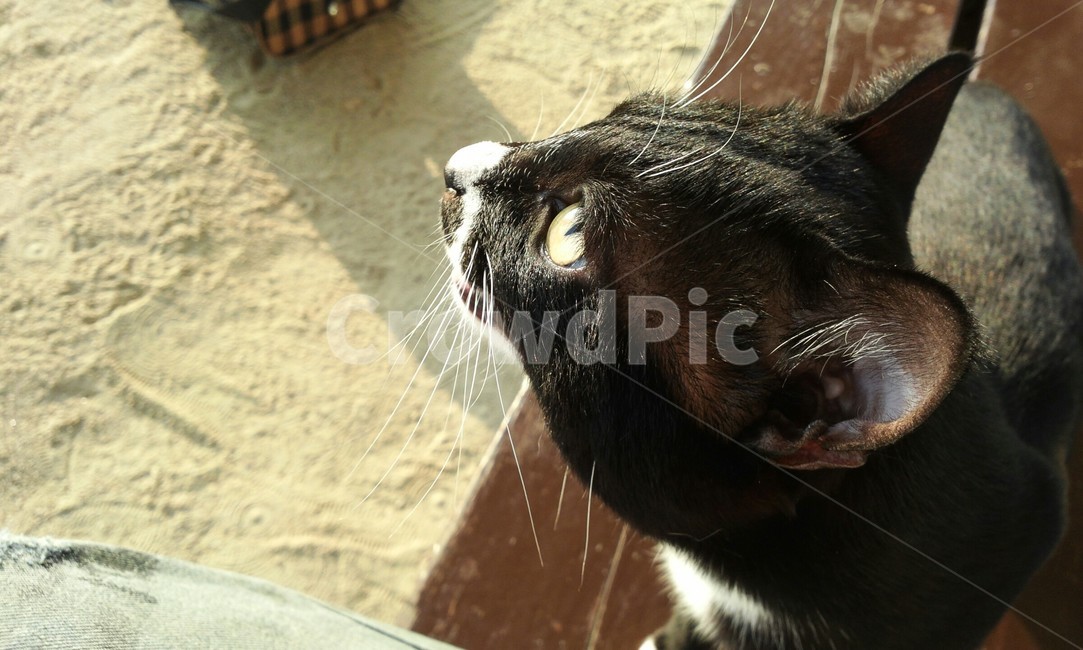 고양이,턱시도,야외,검정색,cat,black,애완동물,반려묘,pet