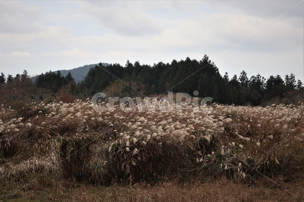 제주,억새,억새풀,군락지,자연,억새밭,풍경,바람,경치,경관,자연,풍경,nature,landscape,식물,plants
