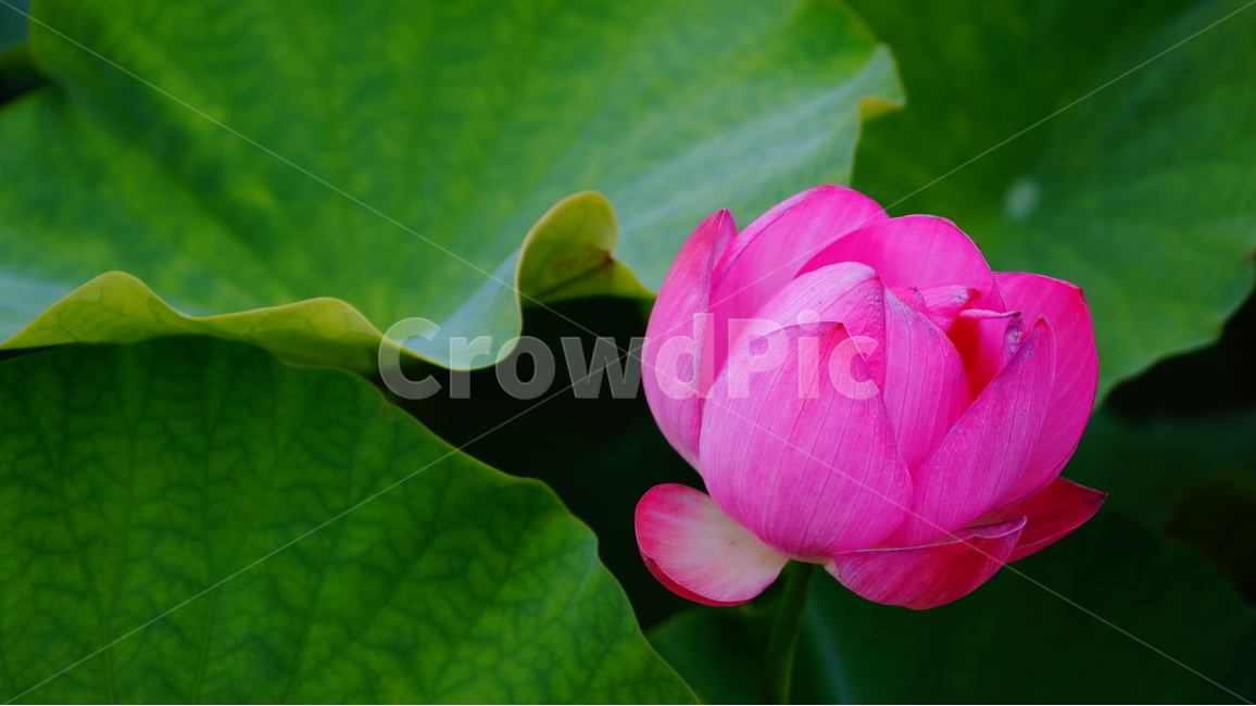 연꽃,꽃,꽃사진,식물,자연,식물,자연,plants,nature,꽃,flower