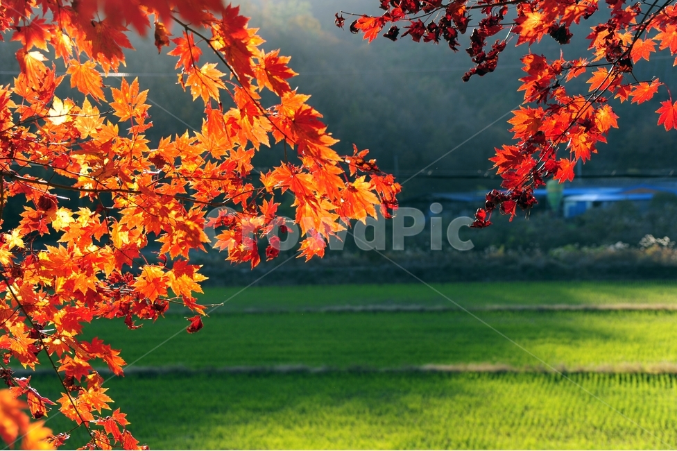 단풍,가을사진,오후,햇살,논,식물,풍경,계절,가을,붉은색,가을,계절,fall,autumn,season,식물,자연,plants,nature,leaf,잎,plant,tree,나무,maple