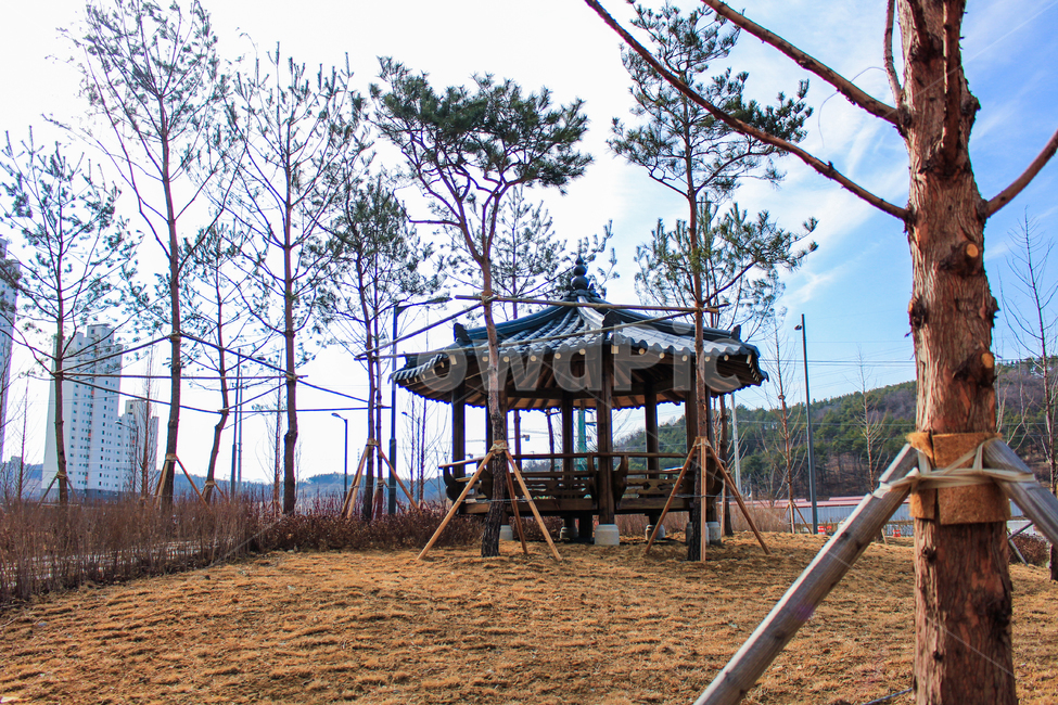 나무,정자,풍경,푸른,청순함,감성
