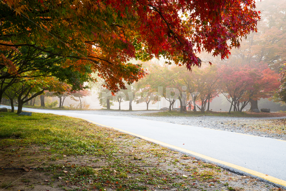 자연,풍경,경관,계절,가을,단풍,길,단풍길,낙엽,추경,만추,울긋불긋,단풍나무,나무,공원,절,사찰,내장사,내장산,산,국립공원,안개,아침,식물,plant,tree,treetrunk,잎,leaf,나무줄기,아스팔트,asphalt
