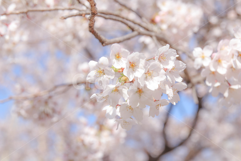 벚꽃,꽃,봄,봄꽃,cherryblossom