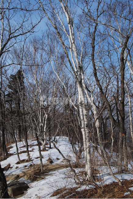 눈,snow,나무,tree,겨울,겨울,계절,winter,season,자연,풍경,nature,landscape,plant,식물,tree trunk,나무 줄기