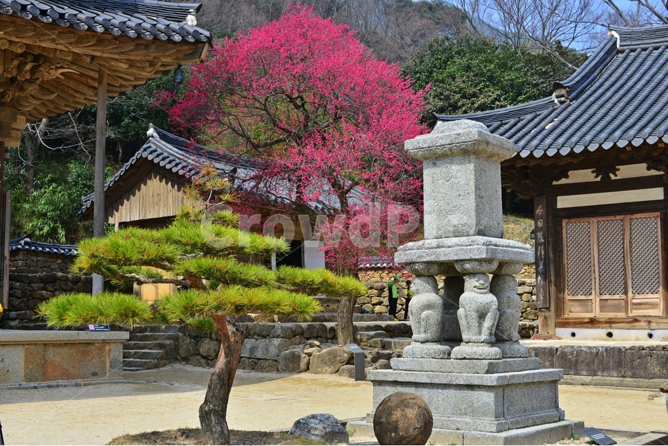 outdoors,옥외,architecture,건축물,building,건물,plant,식물,구례,화엄사,사찰,절,불교,유적지,문화재,경치,경관,풍경,홍매화,흑매,화엄사홍매화,탑