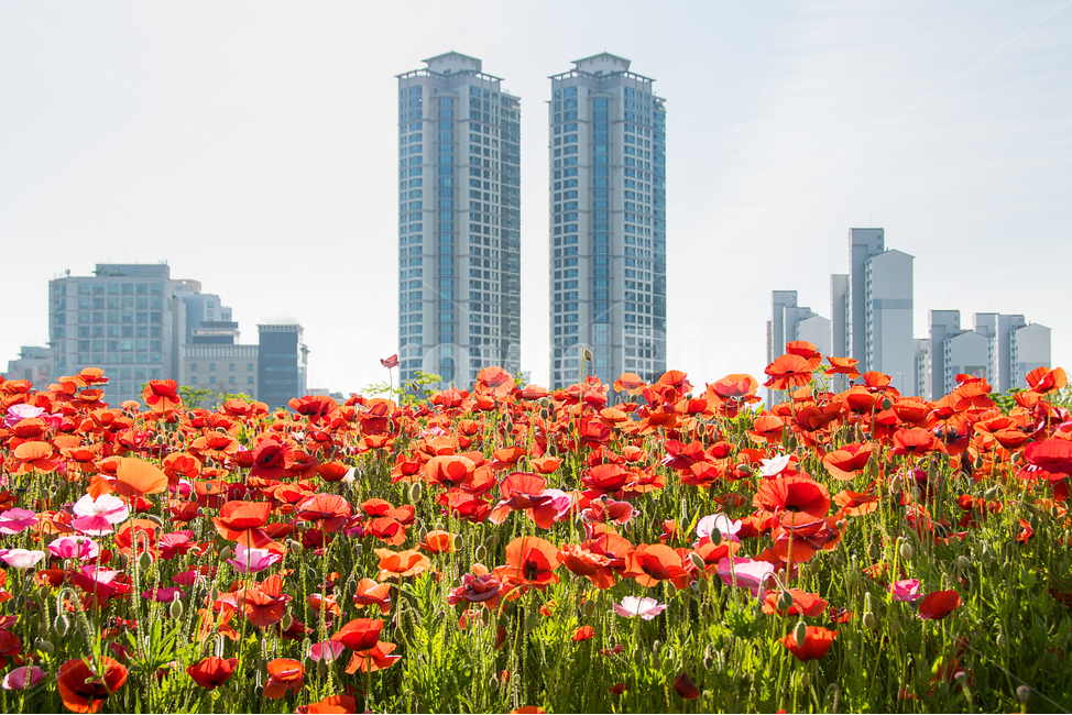봄,양귀비,여심,꽃,봄꽃,나들이,봄나들이,빨강,색,색상,색감,여유,감성,감정,spring,red,color,풍경,landscape,식물,자연,natural,하늘,sky,아파트,건물,농원,꽃밭,도시,빨간꽃,공원,봄,계절,spring,season,도시,풍경,city,landscape,한국도시풍경,한국도시경관,korea cityscape,식물,자연,plants,nature,꽃,flower,plant,blossom